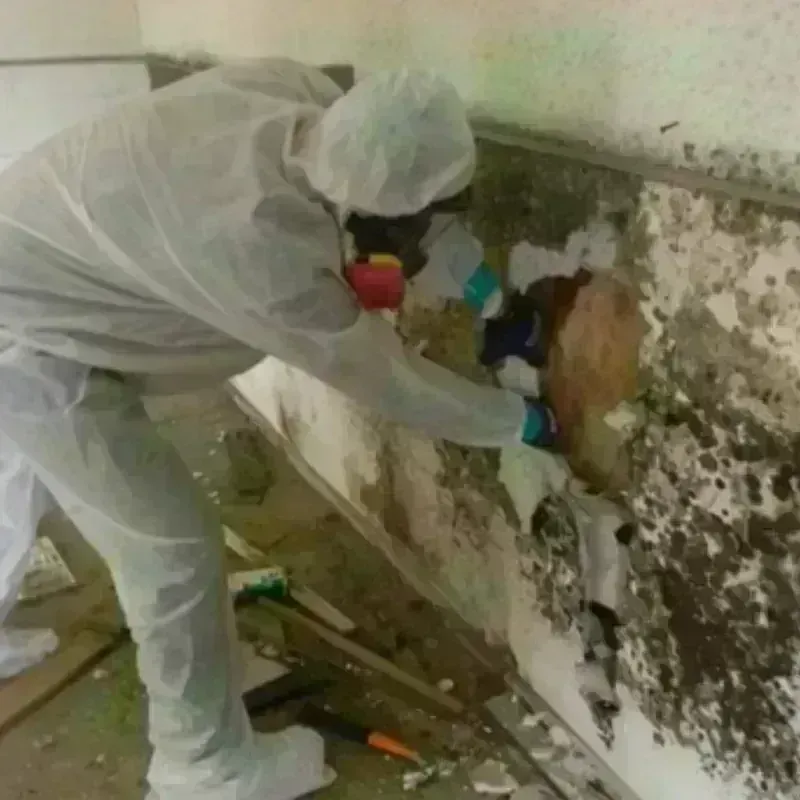 Mold Remediation and Removal in Luxora, AR